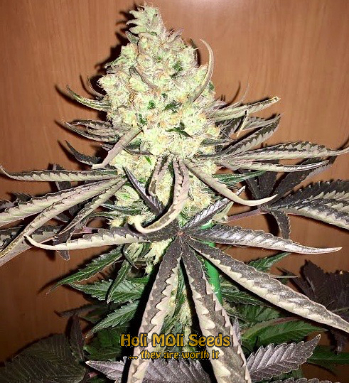 granddaddy black cannabis pics