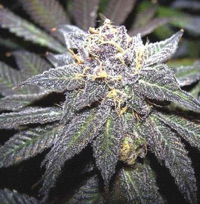 granddaddy purple cannabis pics