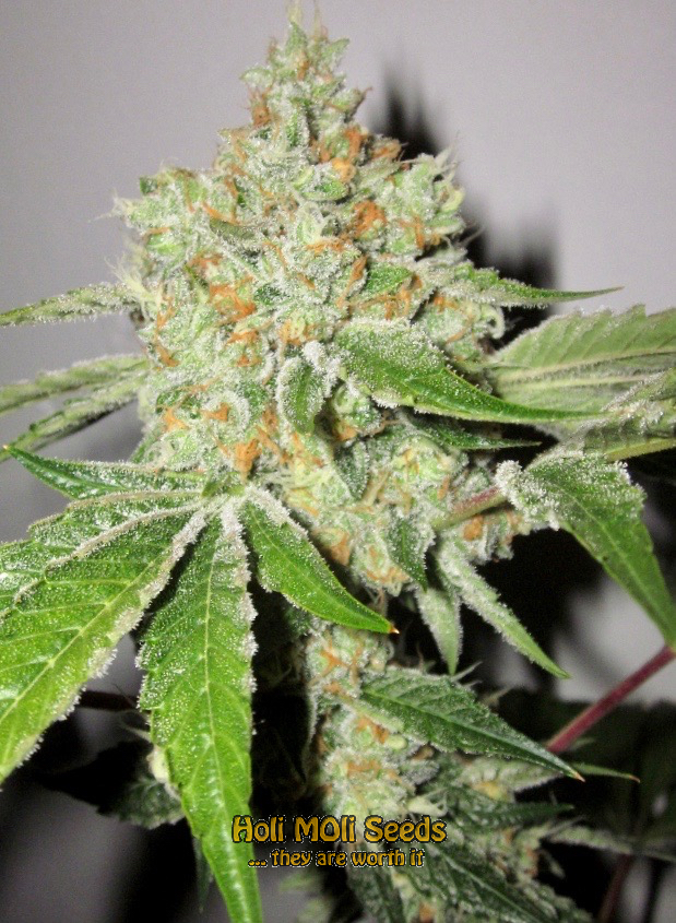 grape killer 99 cannabis pics