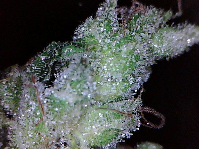 great white shark cannabis pics