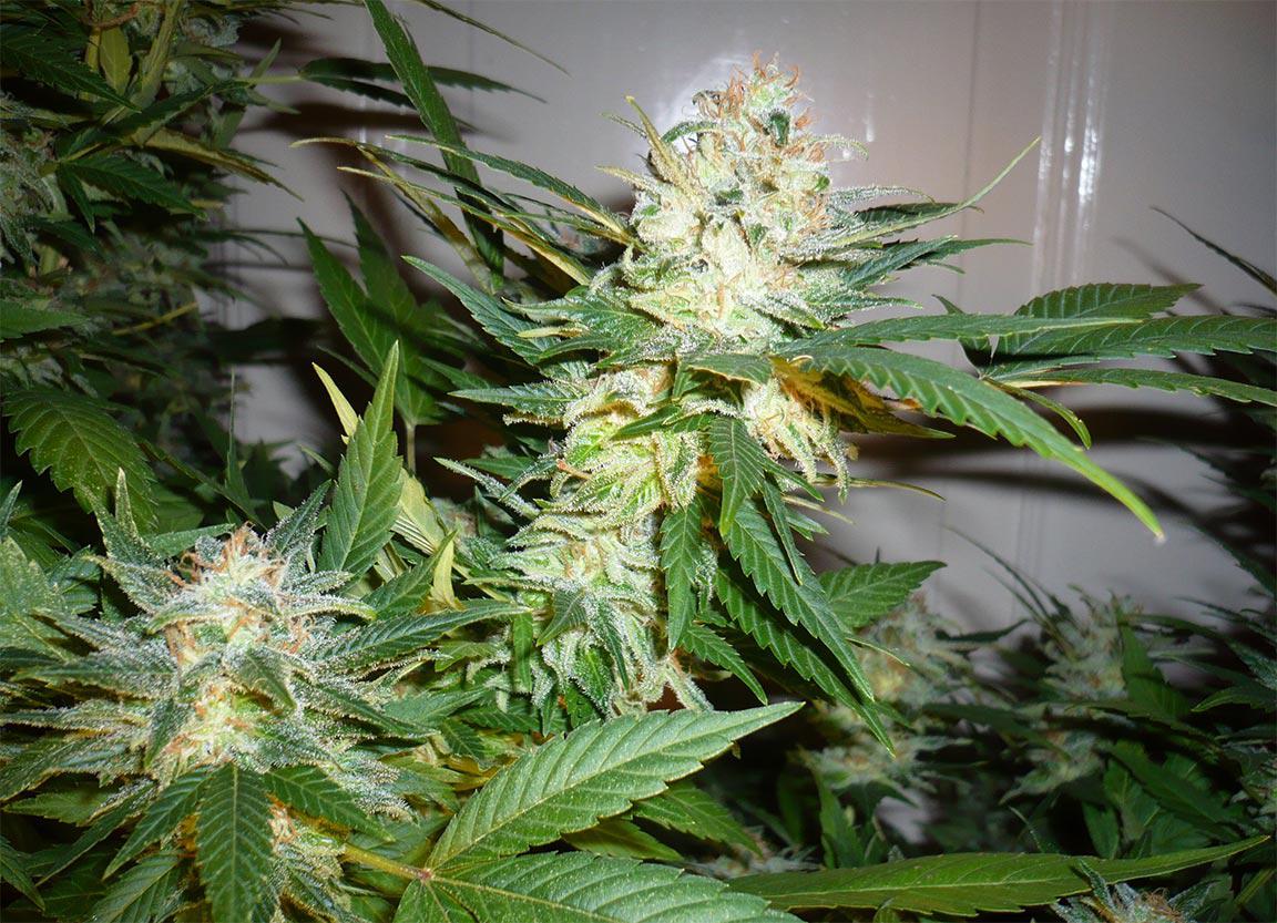 great white shark cannabis pics