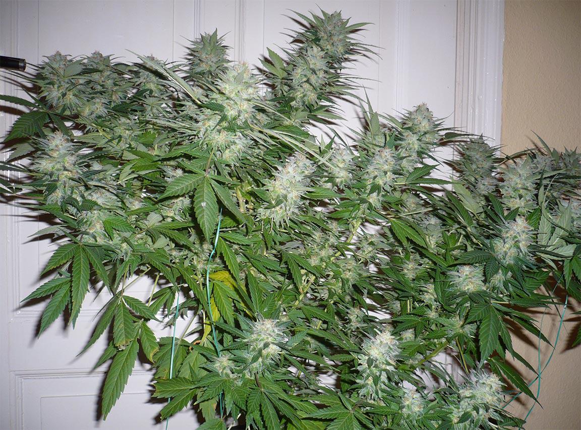 great white shark cannabis pics