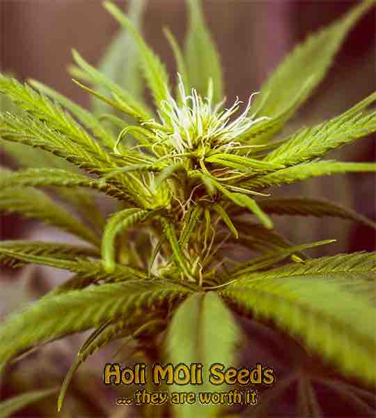 hashplant cannabis pics