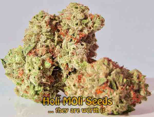 hashplant cannabis pics