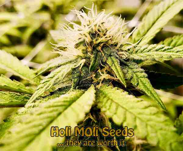 hashplant cannabis pics