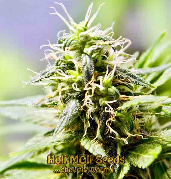 hashplant cannabis pics