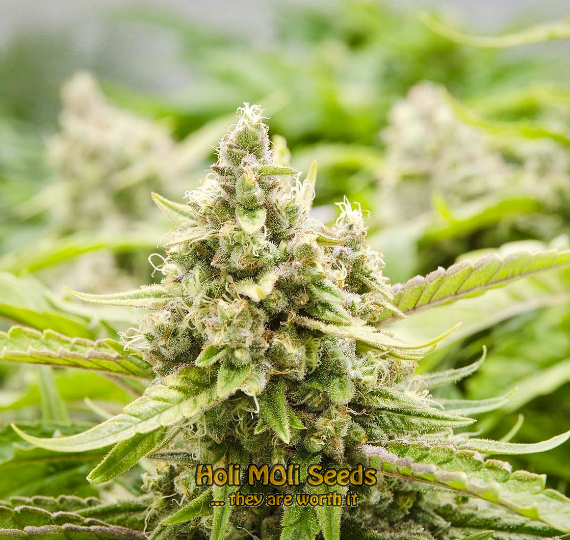 hawaiian purple skunk cannabis pics