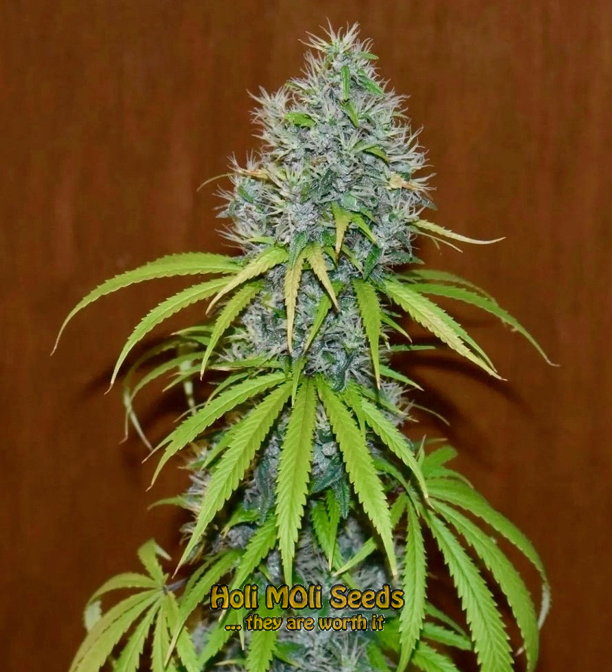 hawaiian purple skunk cannabis pics