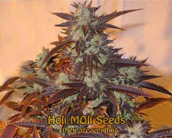 headband cannabis pics