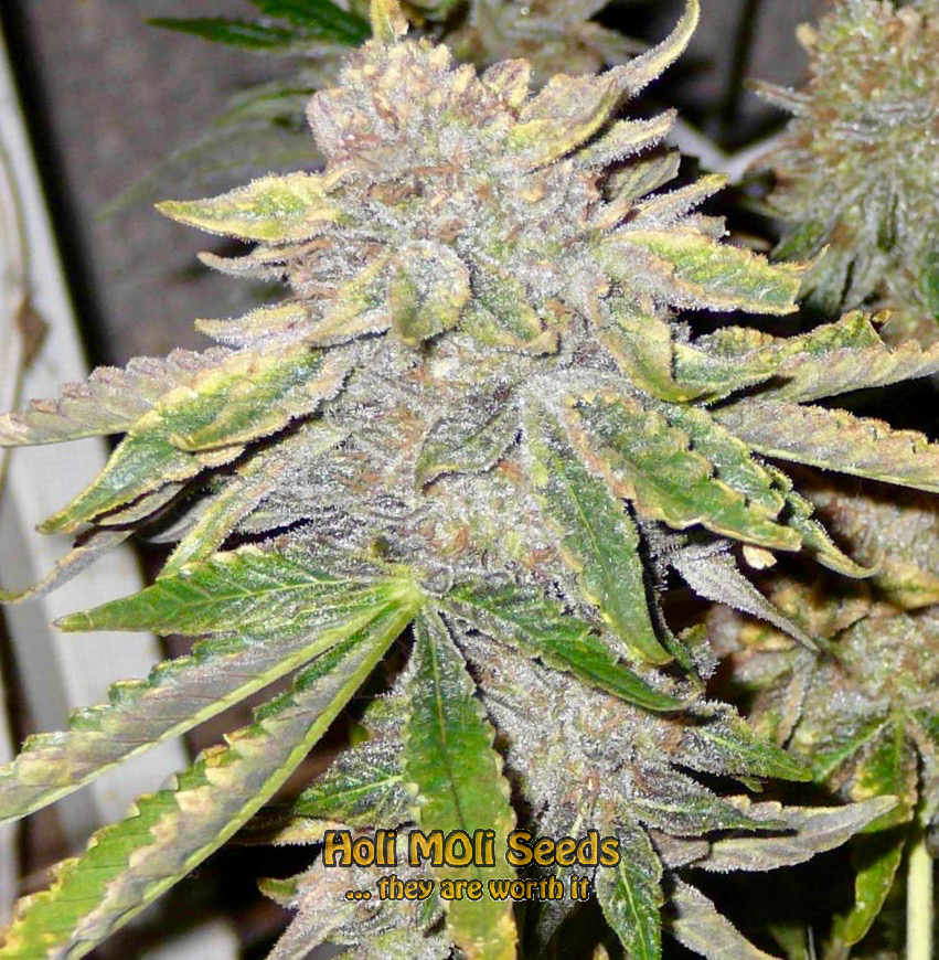 herijuana cannabis pics