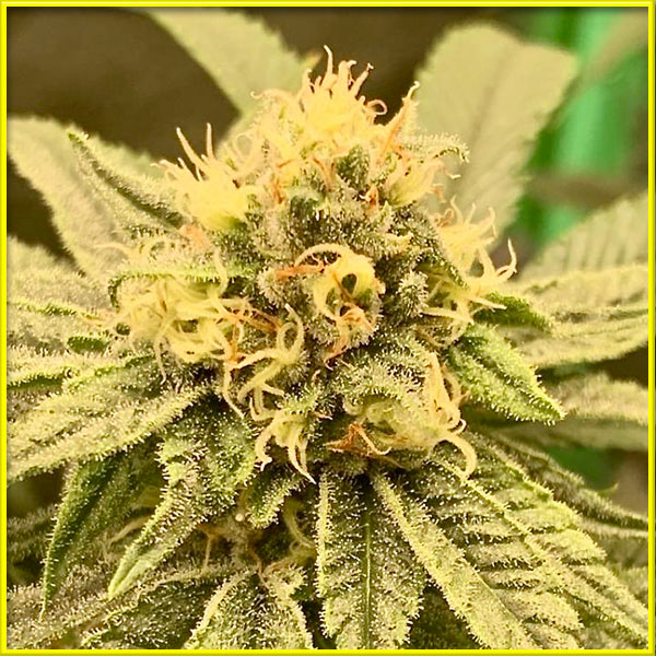 herijuana cannabis pics