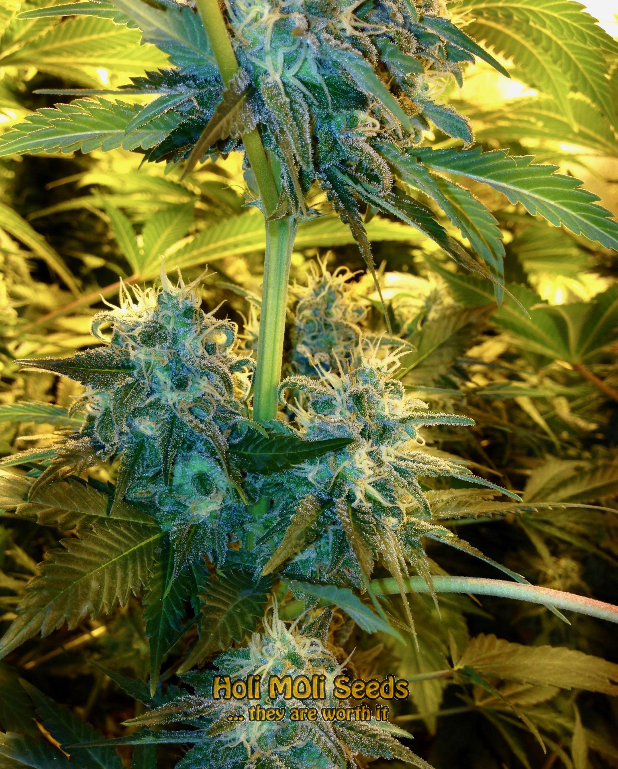 jack herer cannabis pics