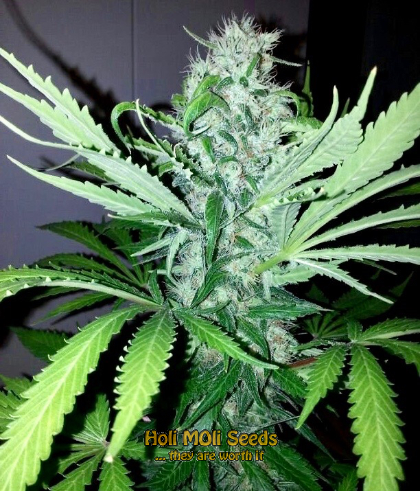 jack herer cannabis pics