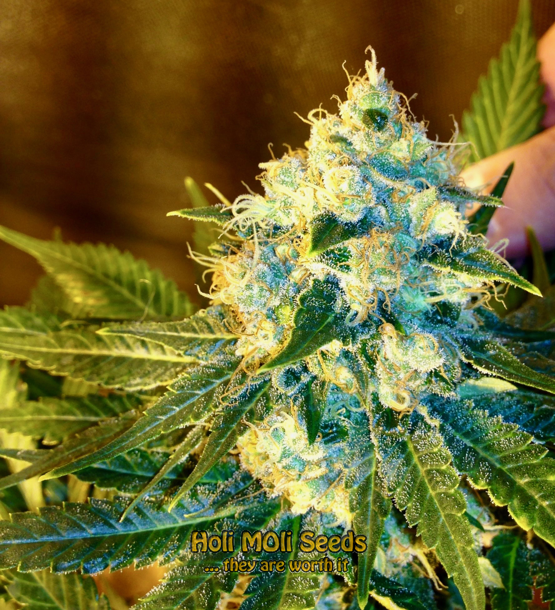 jack herer cannabis pics