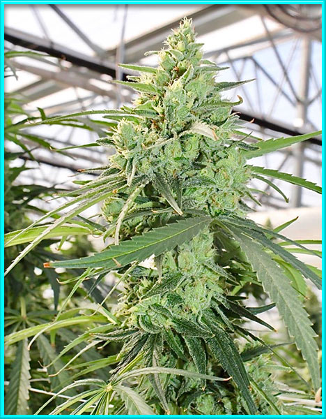 jack herer cannabis pics