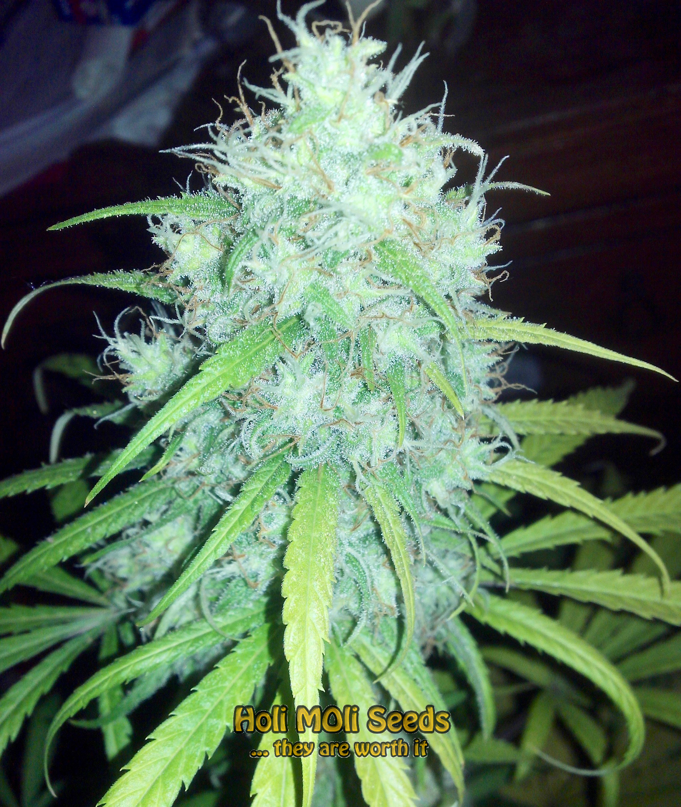 jamaican cannabis pics