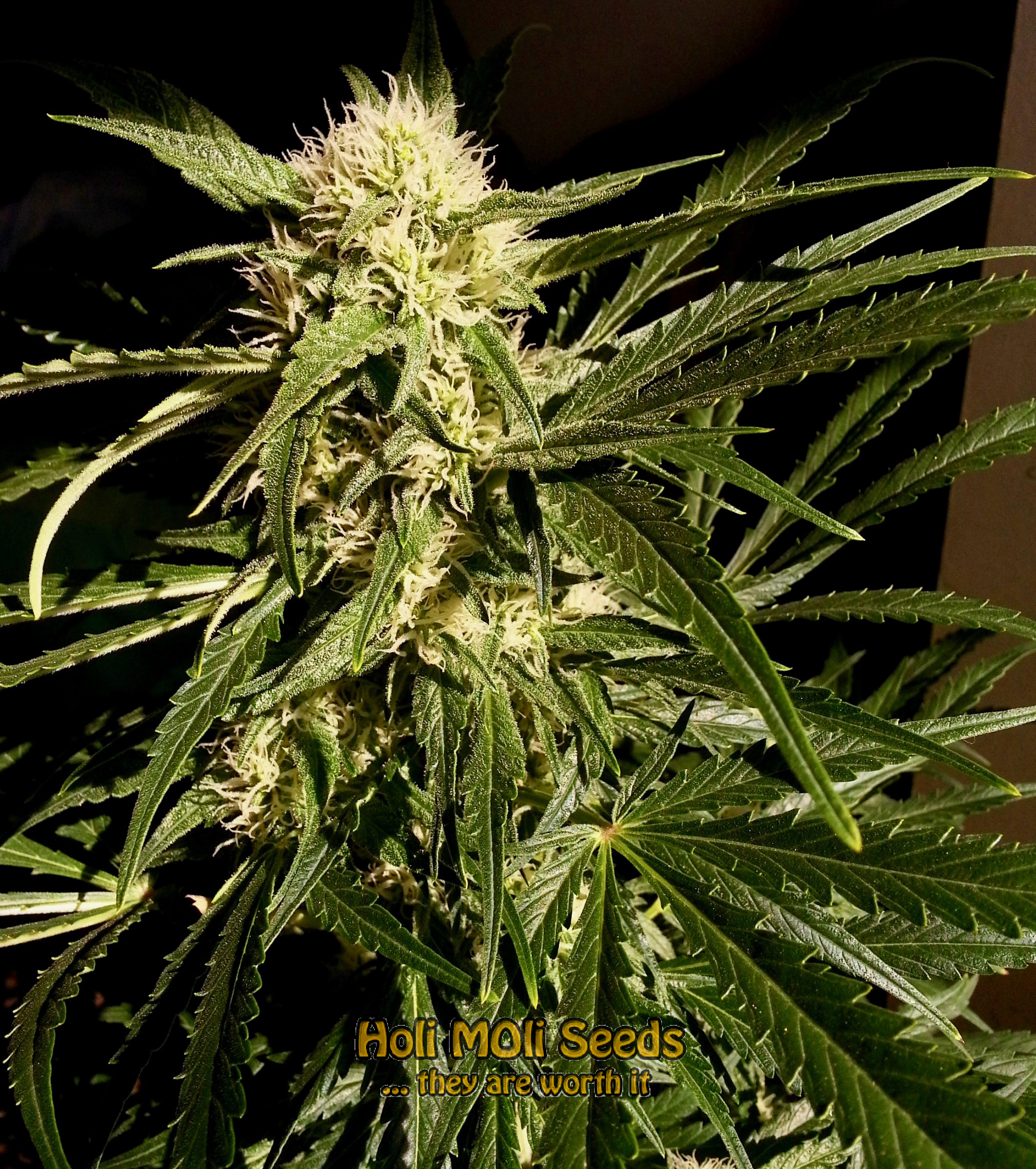 jamaican cannabis pics