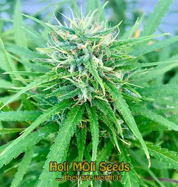 jet fuel cannabis pics