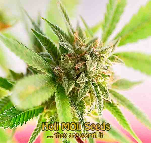 jet fuel cannabis pics