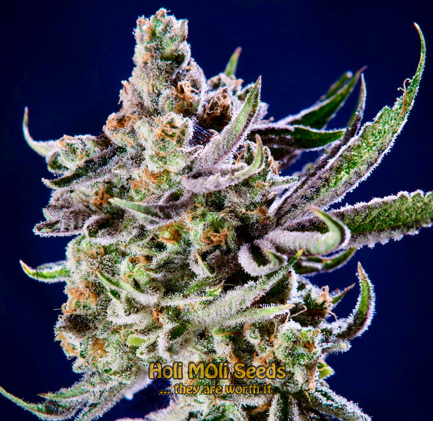 jungle breath cannabis pics