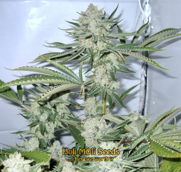 jungle breath cannabis pics