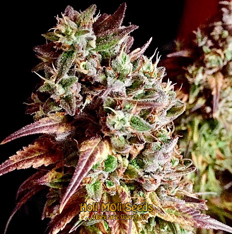 jungle breath cannabis pics