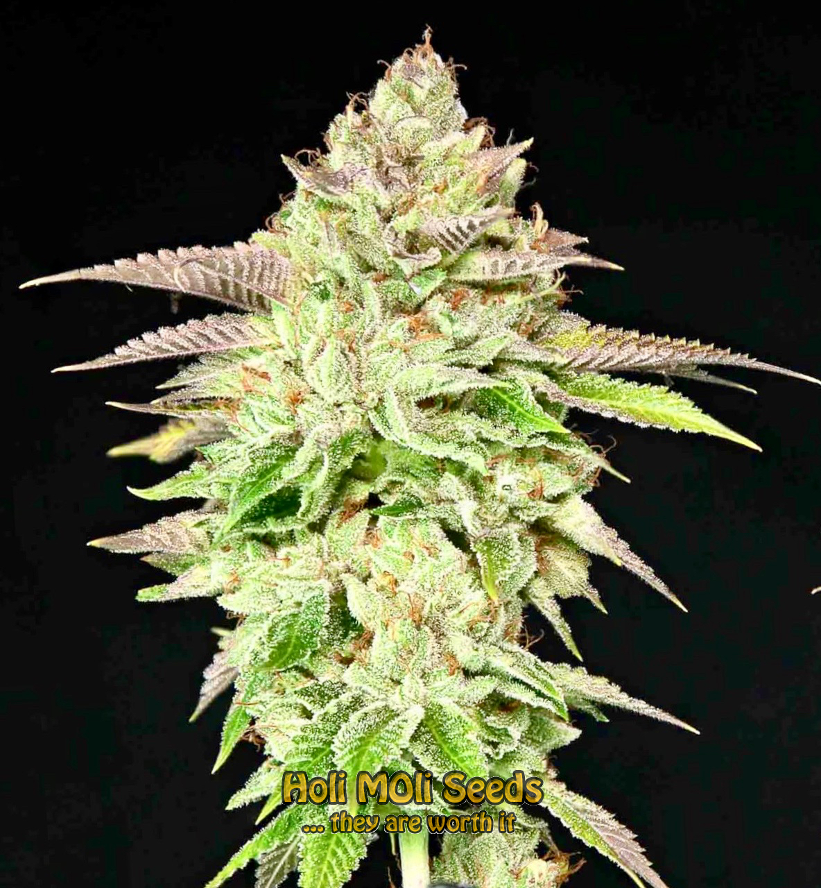 jungle breath cannabis pics