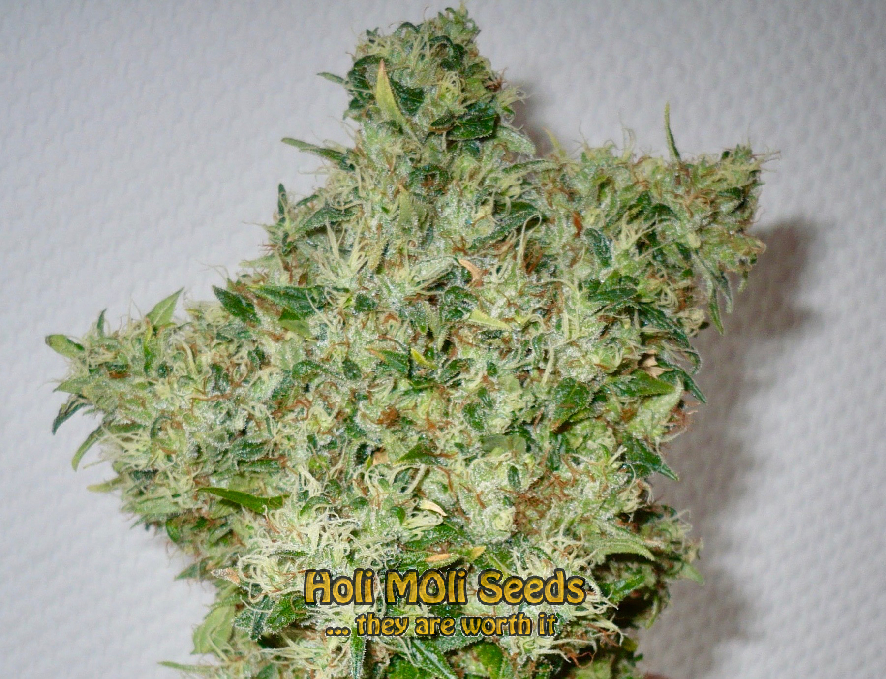 kalimist cannabis pics