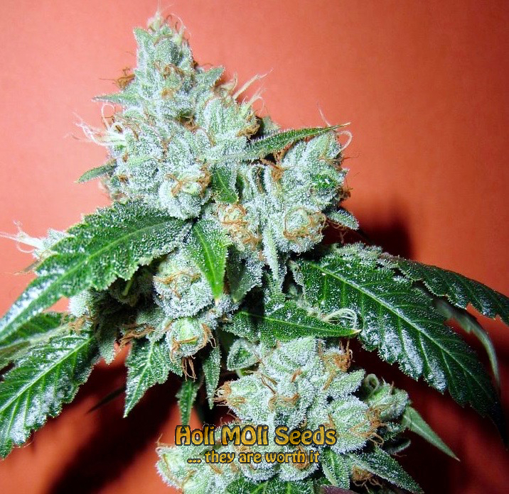 king louis xiii cannabis pics