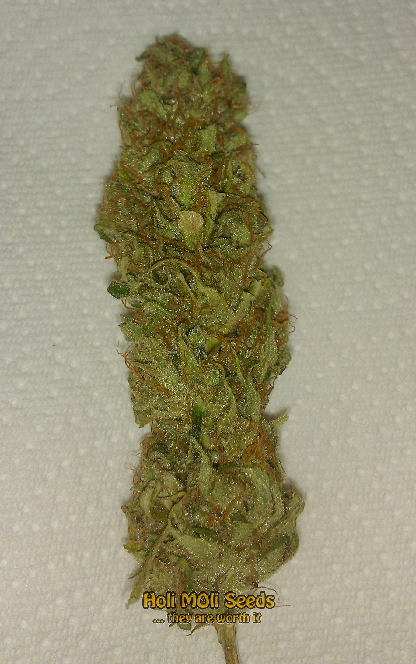 kosher cannabis pics