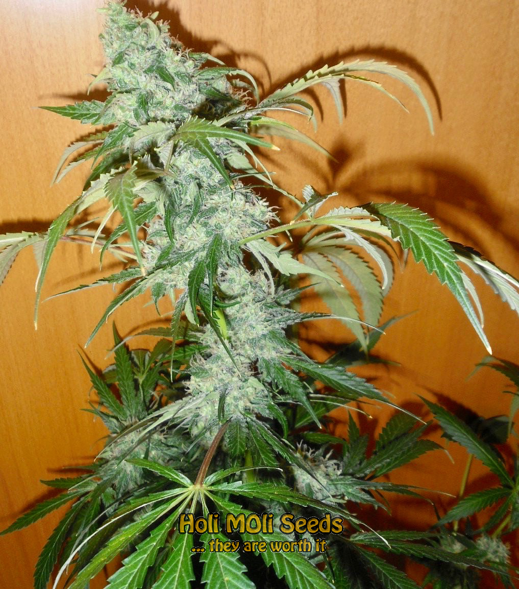 kosher cannabis pics