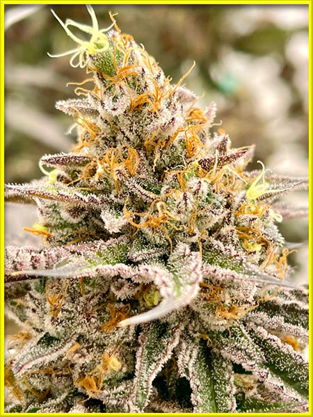 kushberry cannabis pics