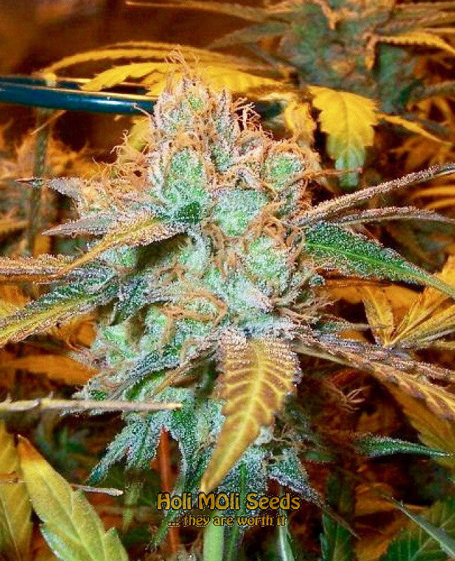 lavender cannabis pics