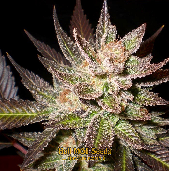 lavender cannabis pics