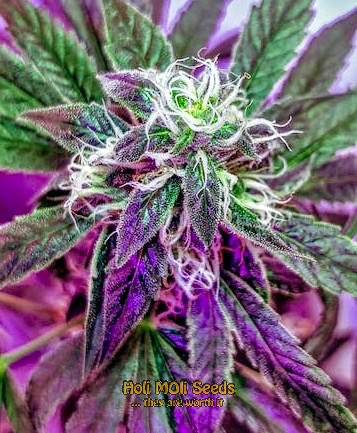 lavender cannabis pics