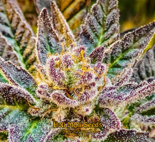 lavender cannabis pics