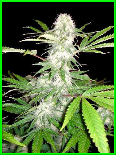 lavender cannabis pics