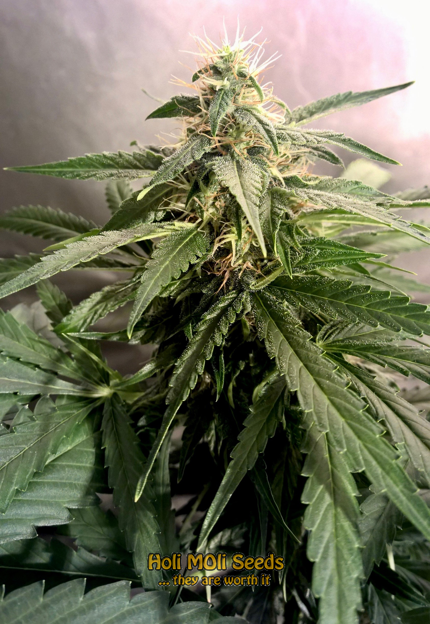 lemon haze diesel cannabis pics