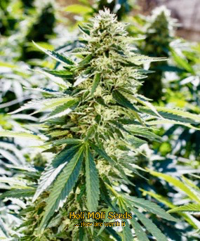 lemon haze diesel cannabis pics