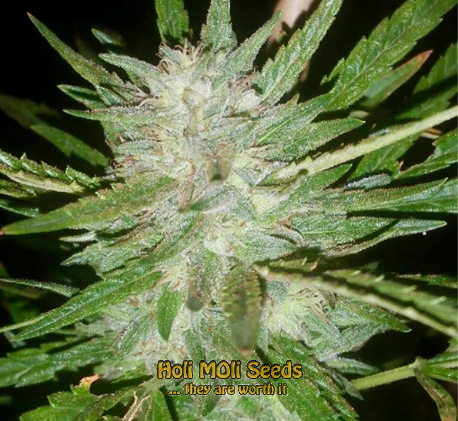 lemon haze diesel cannabis pics