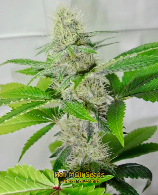 lemonade cannabis pics