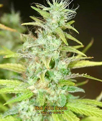 m8 cannabis pics