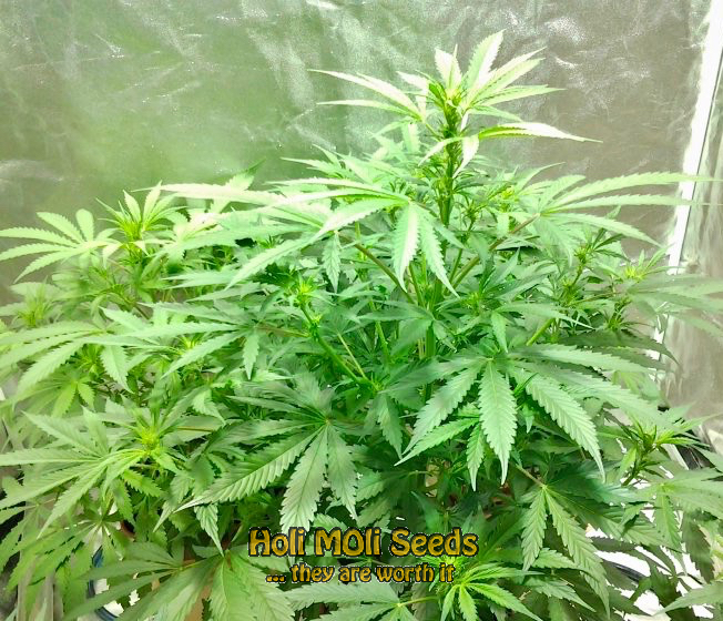 mango kush cannabis pics