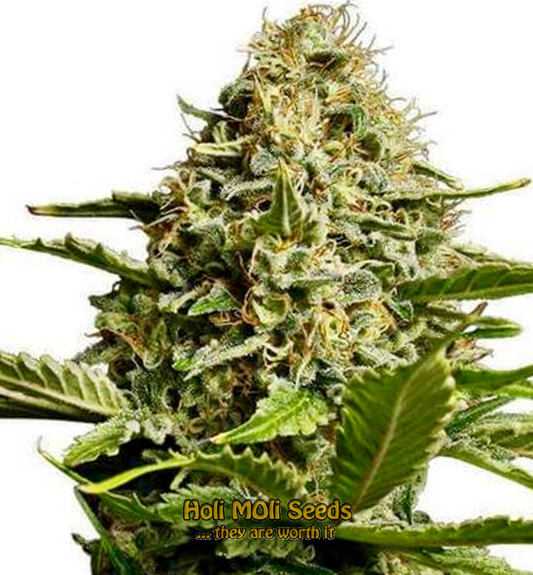 mango kush cannabis pics