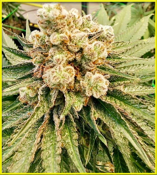 mango kush cannabis pics