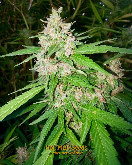 mazar blueberry cannabis pics