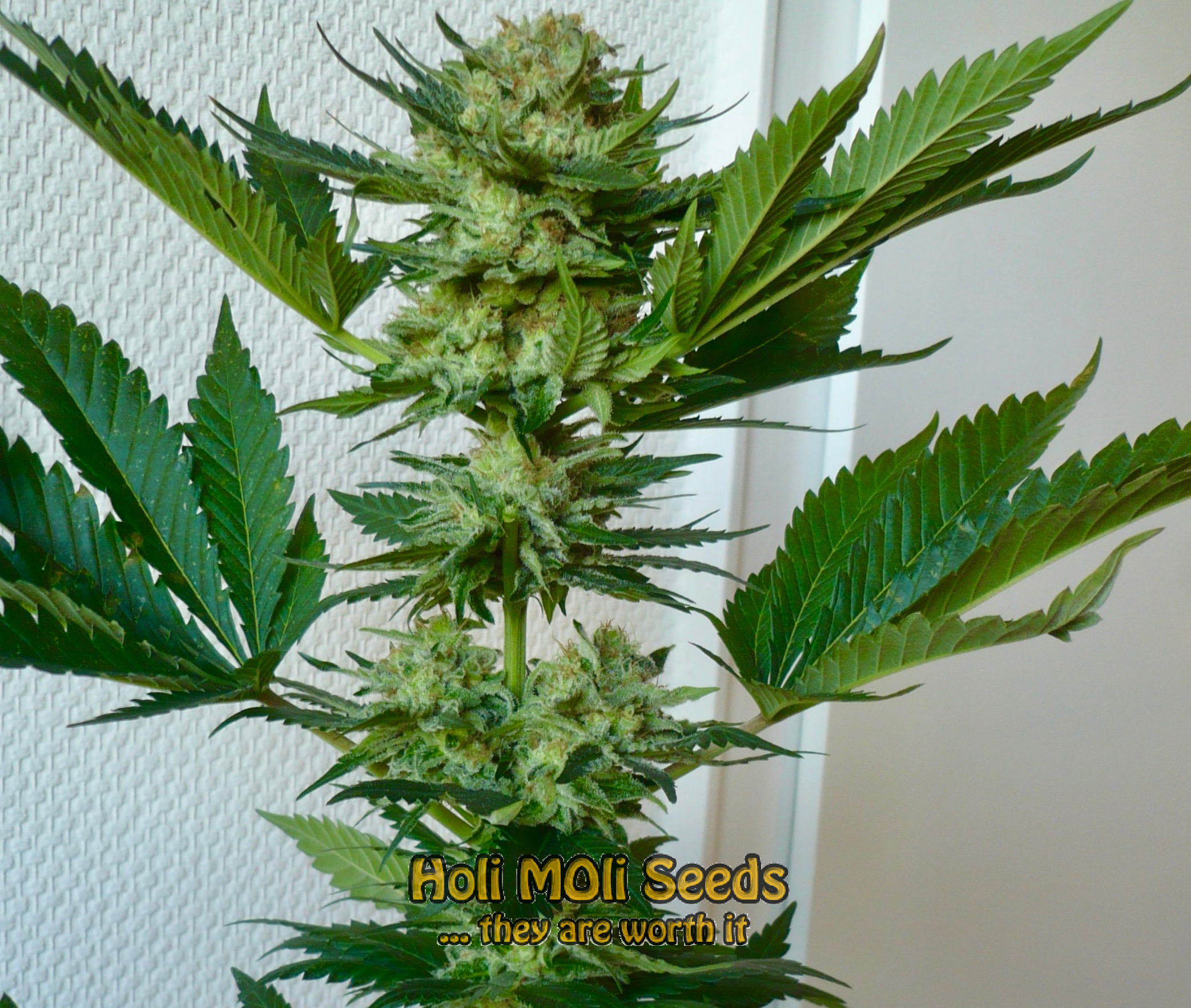 mendocino purple kush cannabis pics