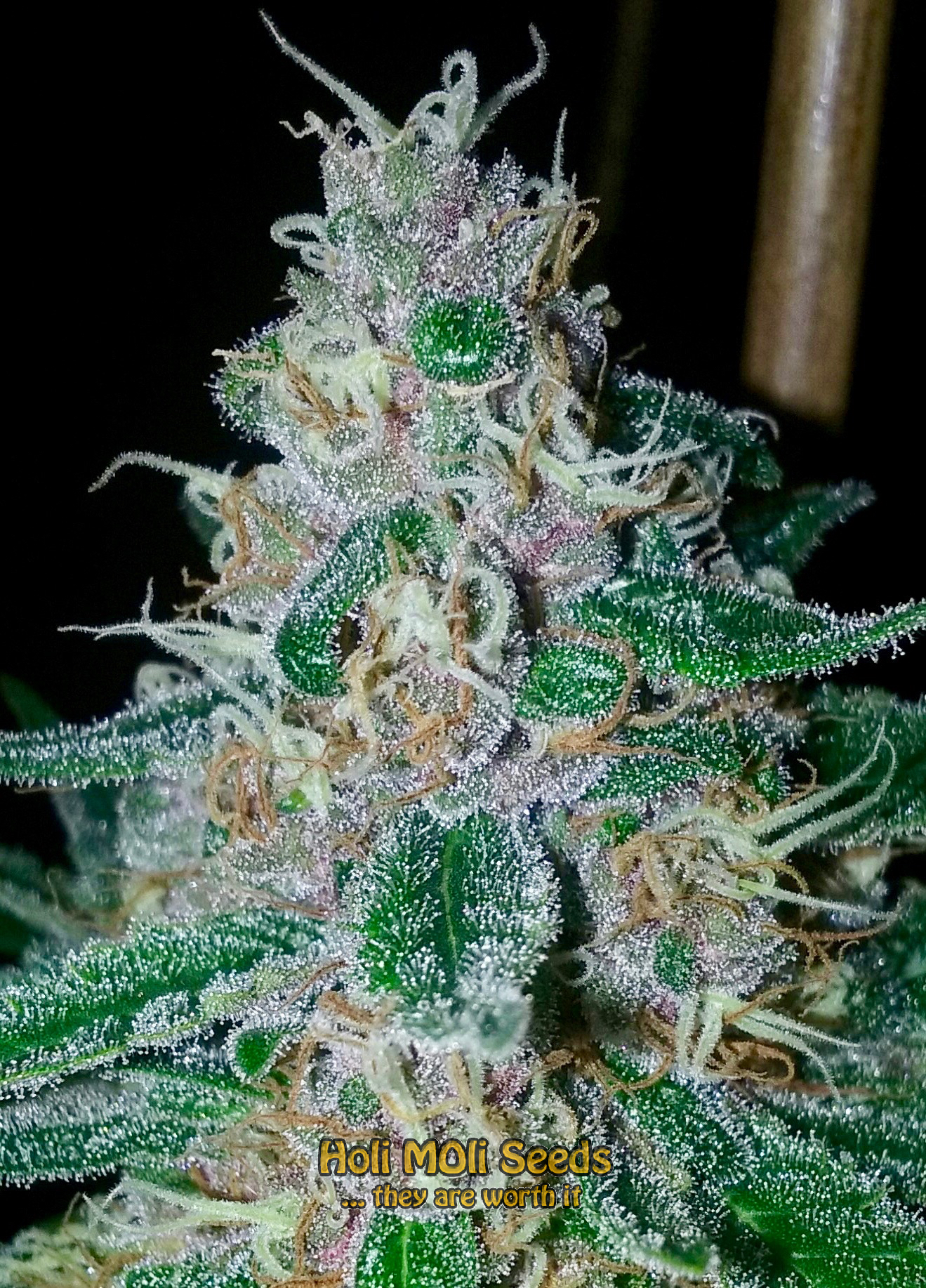 mendocino purple kush cannabis pics