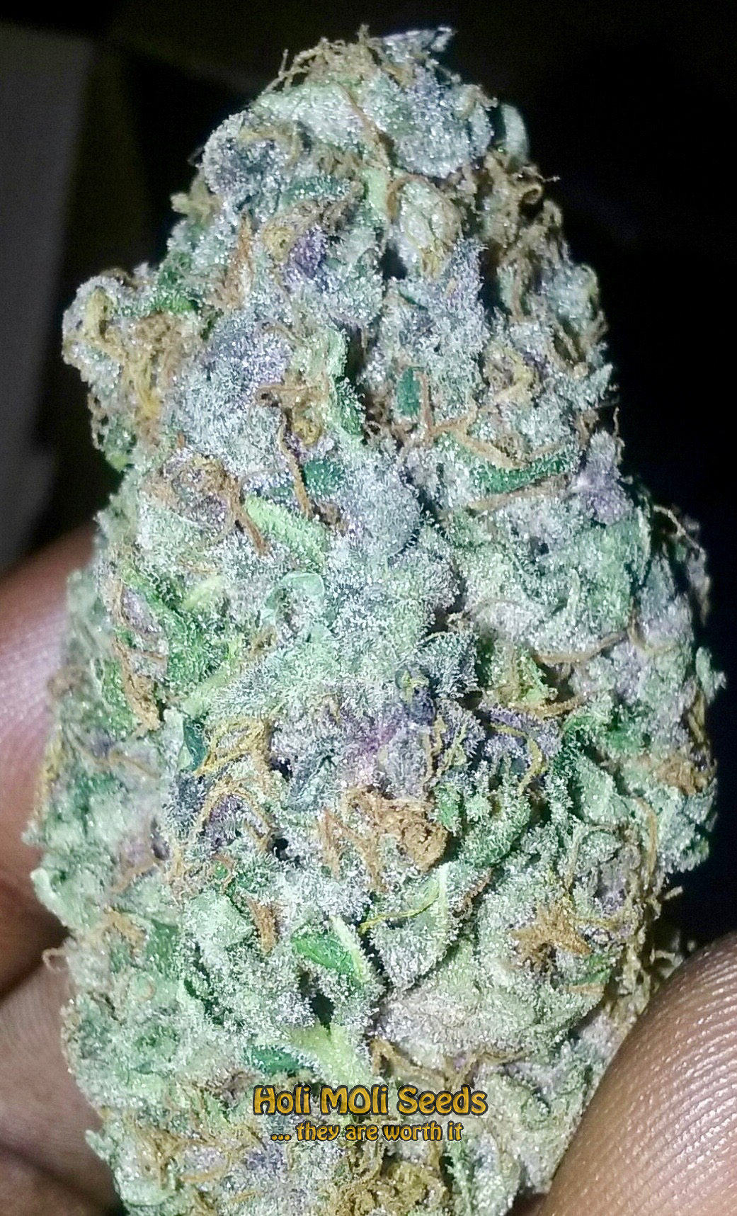 mendocino purple kush cannabis pics