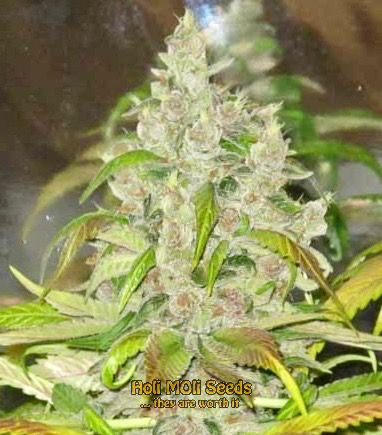 mendocino purple kush cannabis pics